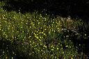 BUITEN BEELD Foto: 442584