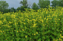 BUITEN BEELD Foto: 442589
