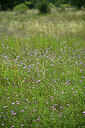 BUITEN BEELD Foto: 442595