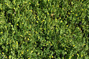 BUITEN BEELD Foto: 442603