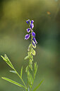 BUITEN BEELD Foto: 442604
