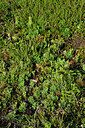 BUITEN BEELD Foto: 442630