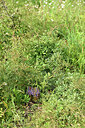 BUITEN BEELD Foto: 442642