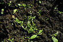 BUITEN BEELD Foto: 442643