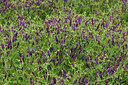 BUITEN BEELD Foto: 442644