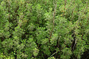 BUITEN BEELD Foto: 442647