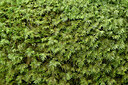 BUITEN BEELD Foto: 442648