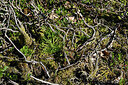 BUITEN BEELD Foto: 442649