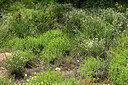 BUITEN BEELD Foto: 442652