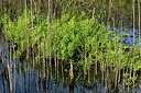 BUITEN BEELD Foto: 442658