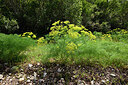BUITEN BEELD Foto: 442664