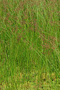 BUITEN BEELD Foto: 442665