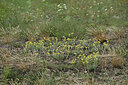 BUITEN BEELD Foto: 442666