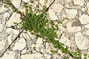 BUITEN BEELD Foto: 442667