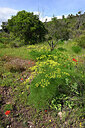 BUITEN BEELD Foto: 442678