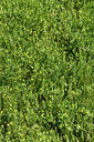 BUITEN BEELD Foto: 442681