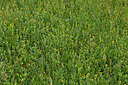 BUITEN BEELD Foto: 442687