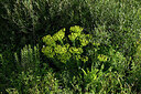 BUITEN BEELD Foto: 442696