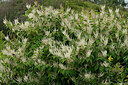 BUITEN BEELD Foto: 442699