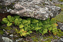 BUITEN BEELD Foto: 442701