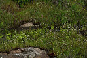BUITEN BEELD Foto: 442711
