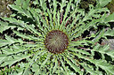 BUITEN BEELD Foto: 442716