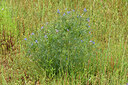 BUITEN BEELD Foto: 442735