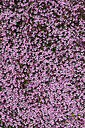 BUITEN BEELD Foto: 442736
