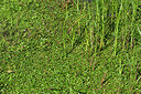 BUITEN BEELD Foto: 442747