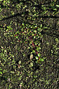 BUITEN BEELD Foto: 442784