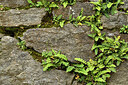 BUITEN BEELD Foto: 442789