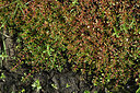 BUITEN BEELD Foto: 442792