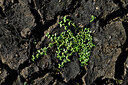 BUITEN BEELD Foto: 442796