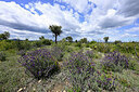 BUITEN BEELD Foto: 442802