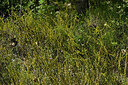 BUITEN BEELD Foto: 442806