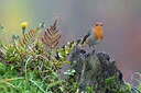 BUITEN BEELD Foto: 442842