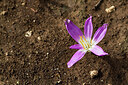 BUITEN BEELD Foto: 442848