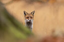 BUITEN BEELD Foto: 442850