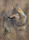 BUITEN BEELD Foto: 442857