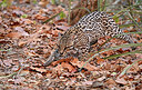 BUITEN BEELD Foto: 442859