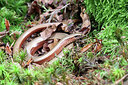 BUITEN BEELD Foto: 442873