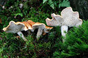 BUITEN BEELD Foto: 442877
