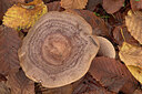 BUITEN BEELD Foto: 442880