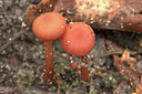 BUITEN BEELD Foto: 442882