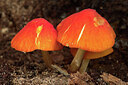 BUITEN BEELD Foto: 442884
