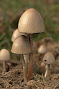 BUITEN BEELD Foto: 442886