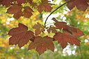 BUITEN BEELD Foto: 442888