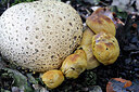 BUITEN BEELD Foto: 442925