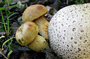 BUITEN BEELD Foto: 442928