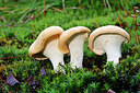 BUITEN BEELD Foto: 442929